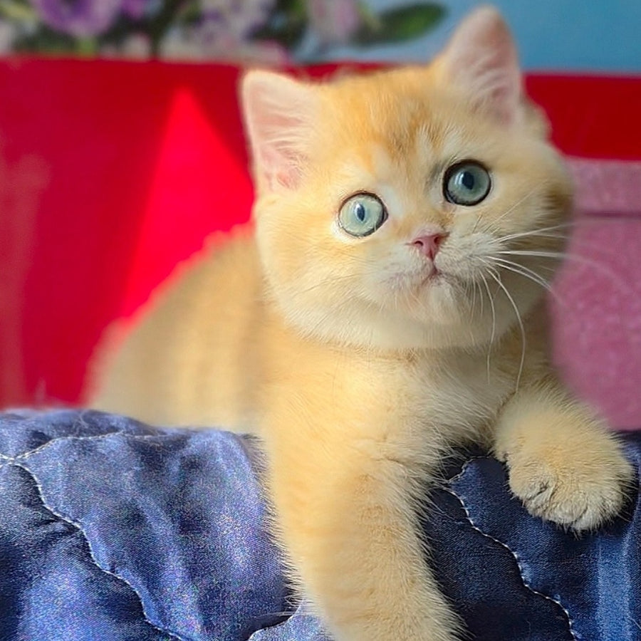 Timka British Shorthair male, black golden chinchilla