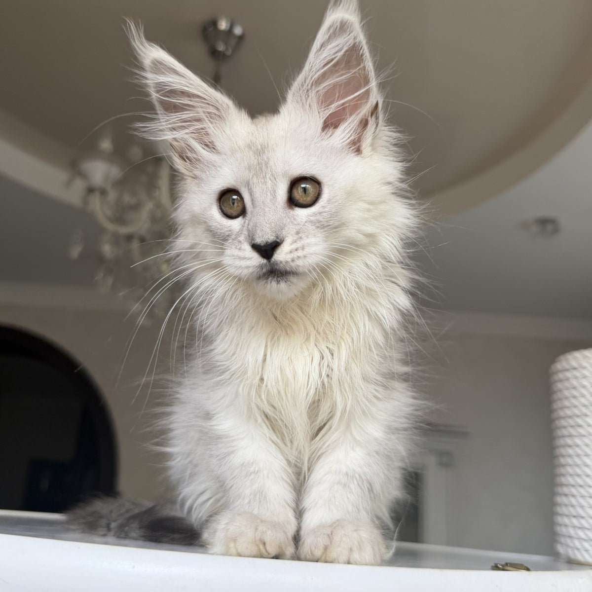 Diora Maine Coon female, black silver shaded