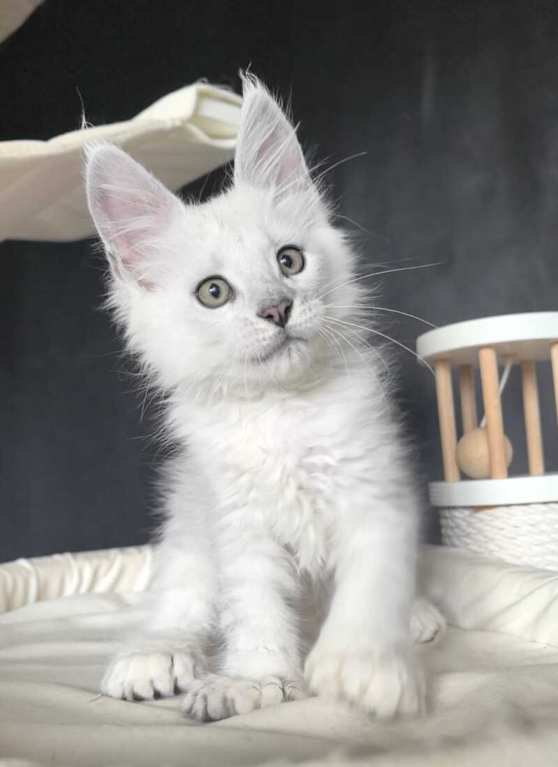 Uran Maine Coon polydactyl male, black silver shaded