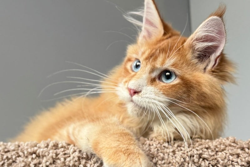 Ferdenant Maine Coon male, red ticked tabby with white