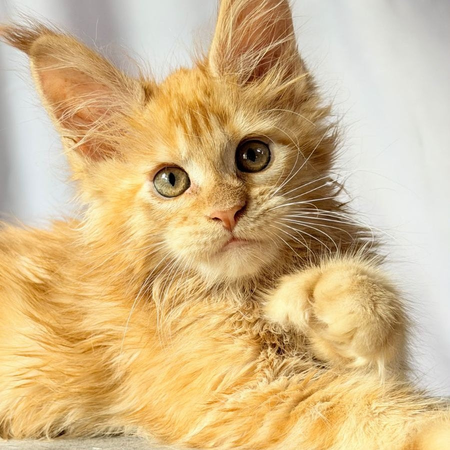 Nexus Maine Coon polydactyl 7x6x6x6 male, red