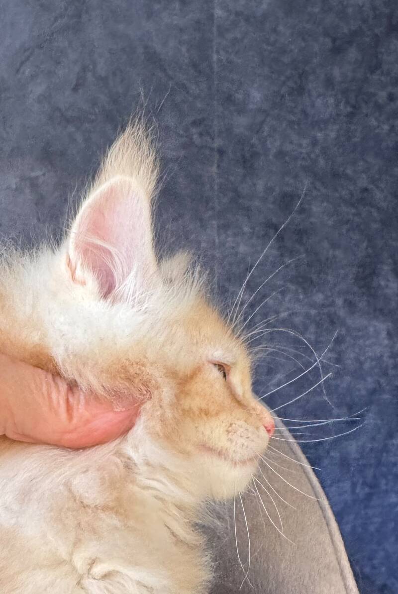 Han-Solo Maine Coon male, red silver ticked tabby