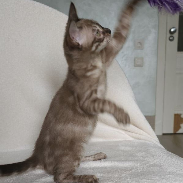 Lika Bengal female, black pointed spotted tabby