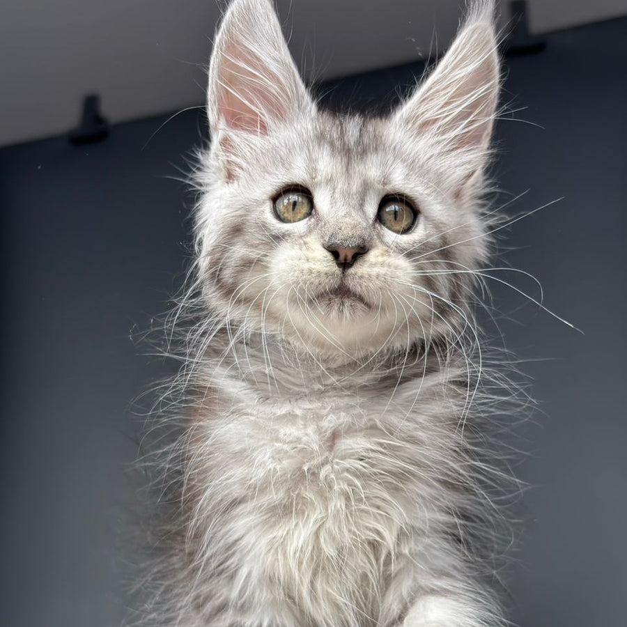 Diana Maine Coon female, black silver spotted tabby