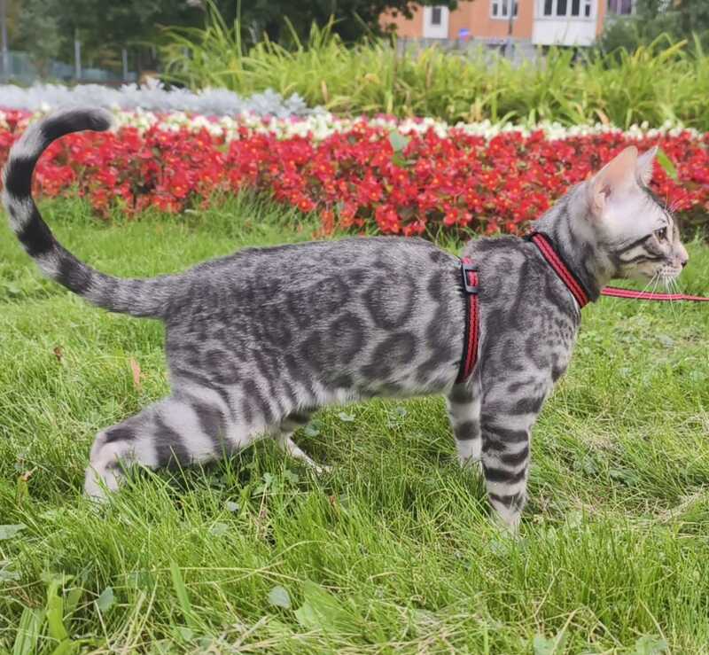 Loki Bengal male, blue silver spotted tabby
