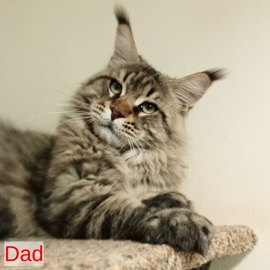 Vlada Maine Coon female, black tortie silver tabby
