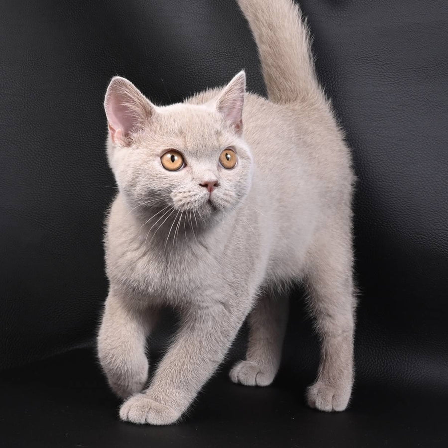 Nectar British Shorthair male, fawn