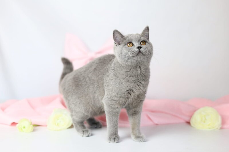 Miranda British Shorthair female blue - live animals