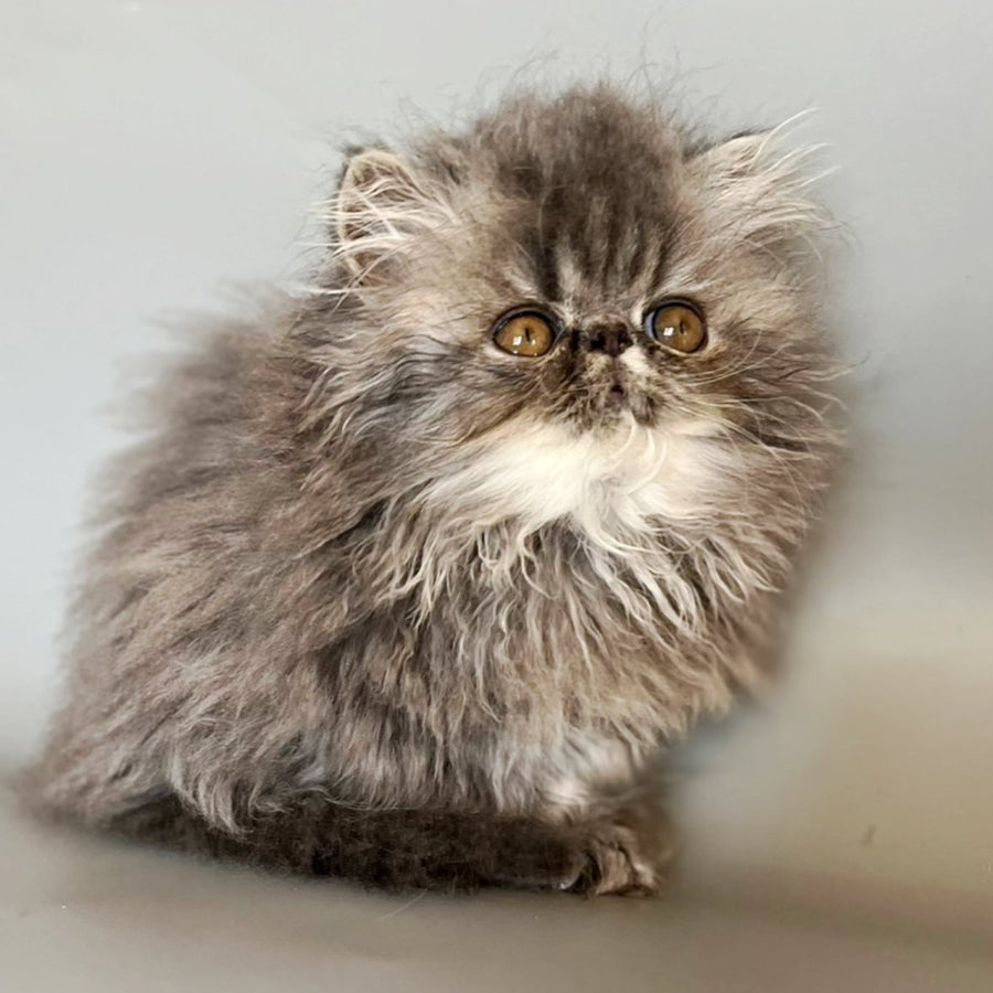 Balloo Persian male, blue silver spotted tabby