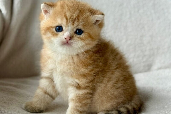 Xenon British Shorthair male black golden spotted tabby - live animals