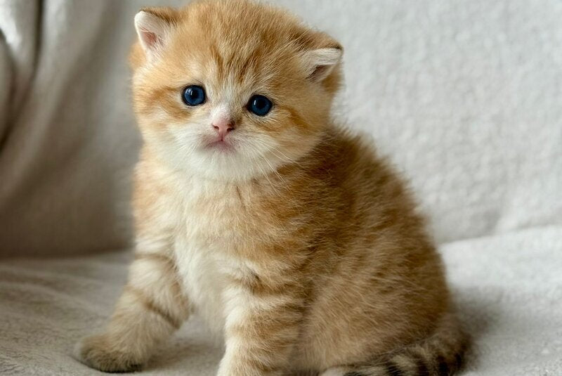 Xenon British Shorthair male, black golden spotted tabby