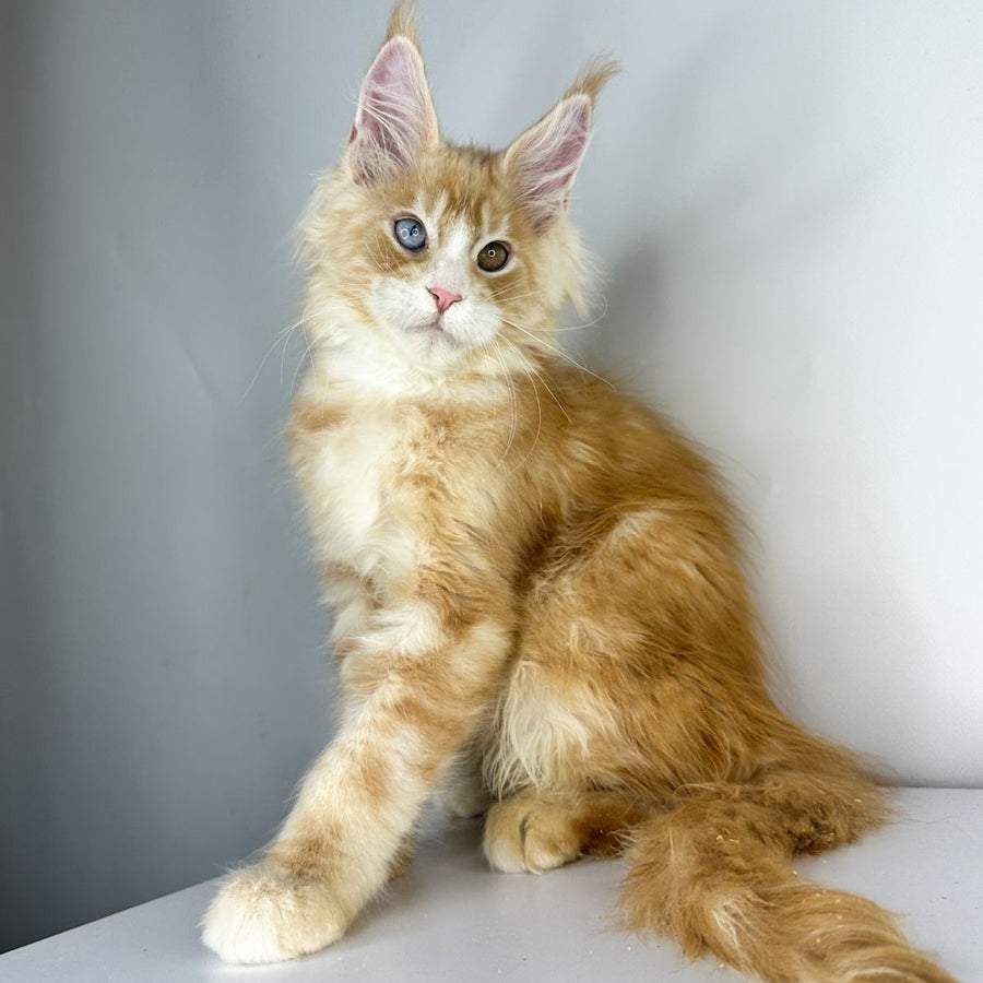 Carter Maine Coon male, red silver tabby with white