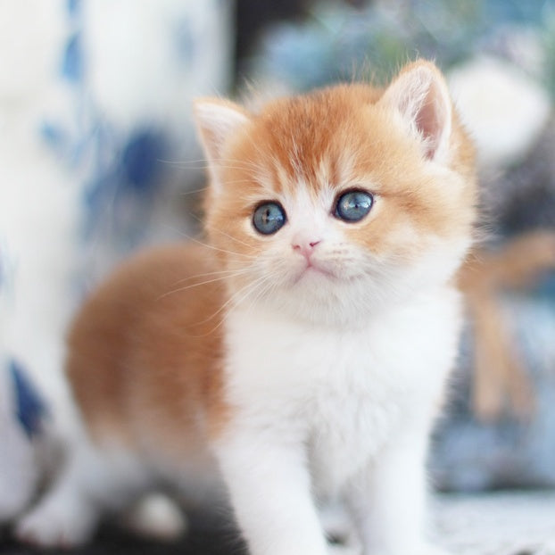 Filipp British Shorthair male, blue golden chinchilla