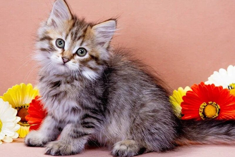 Garfield Siberian male black spotted tabby - live animals