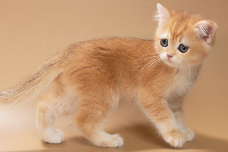 Enisey British Shorthair male, black golden shaded