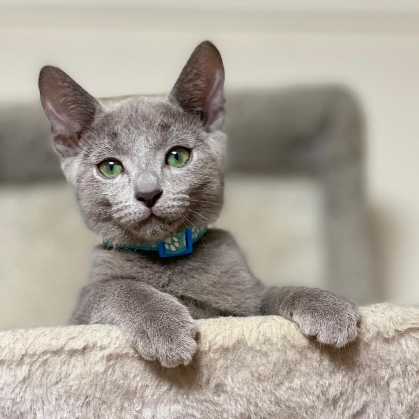 Ford Russian Blue male, blue