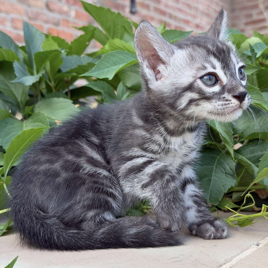 Christian Bengal male, black silver spotted tabby