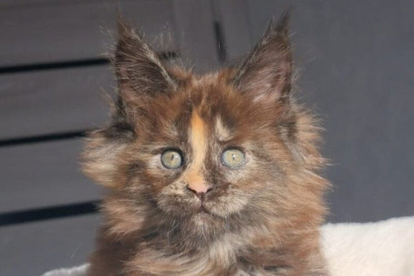 Koketka Maine Coon female black tortie live animals