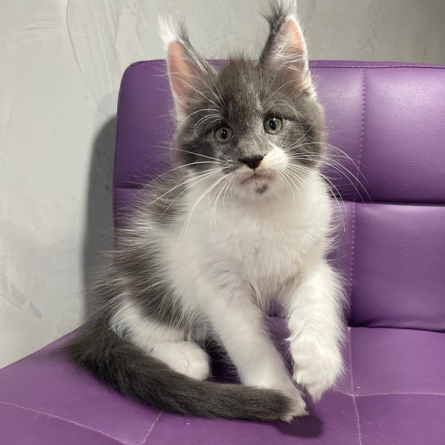 Semyon Maine Coon male, blue bicolour
