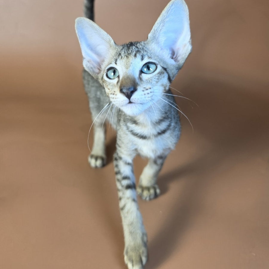 Gideon Oriental Shorthair male, black spotted tabby