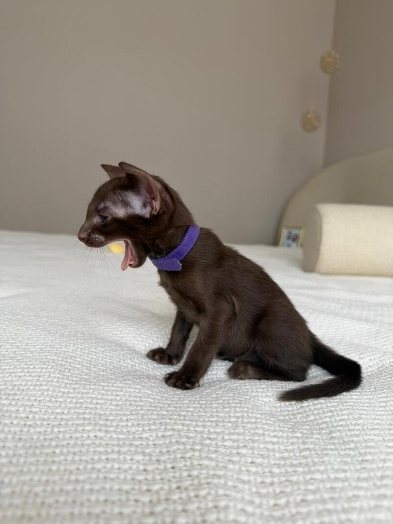 Amira Oriental Shorthair female chocolate - live animals