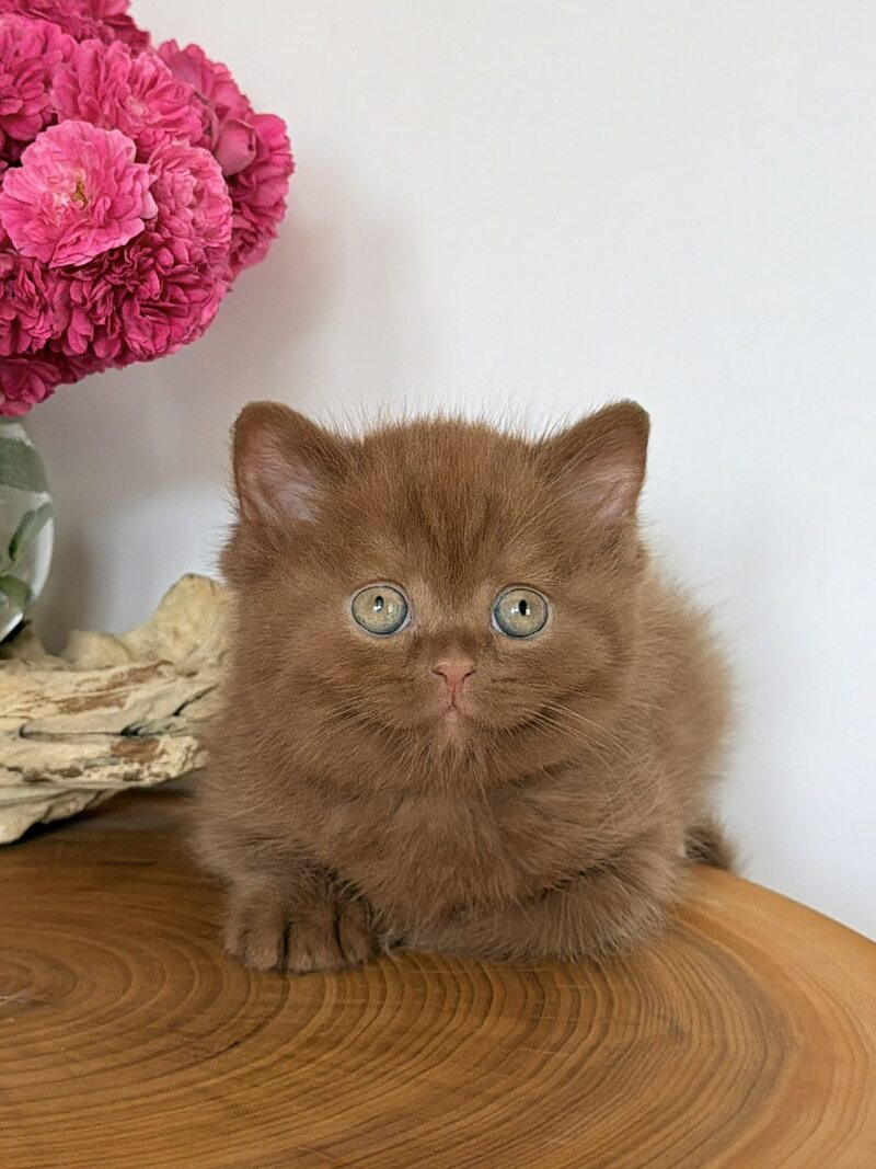 Fudge British Shorthair male, cinnamon