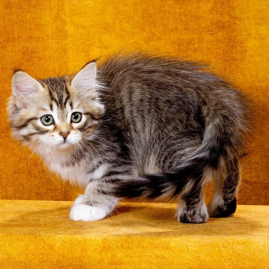 Iveria Siberian female, black with white spotted tabby