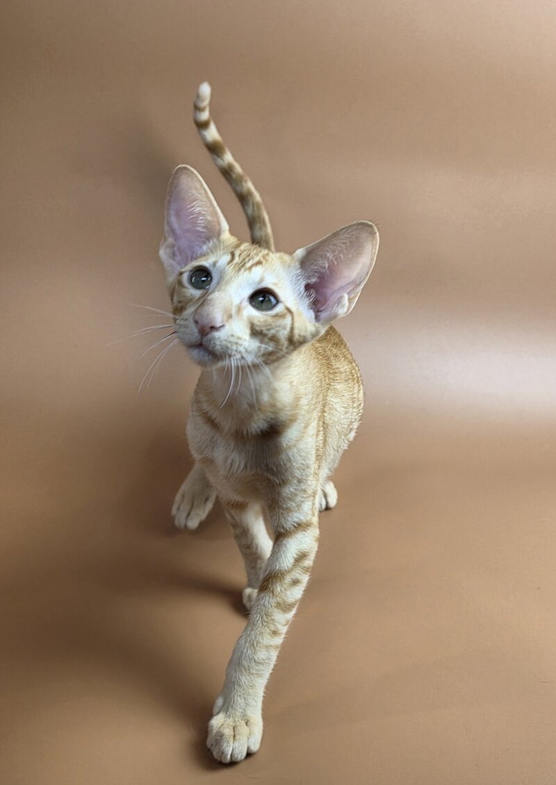 Uvar Oriental Shorthair male, red