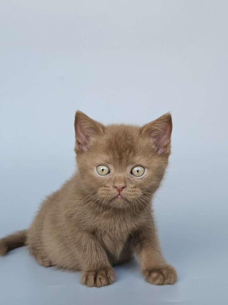 Atlas British Shorthair male, cinnamon