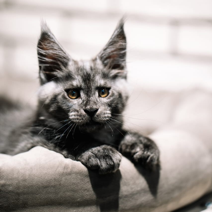 Bernard Maine Coon polydactyl male, black silver