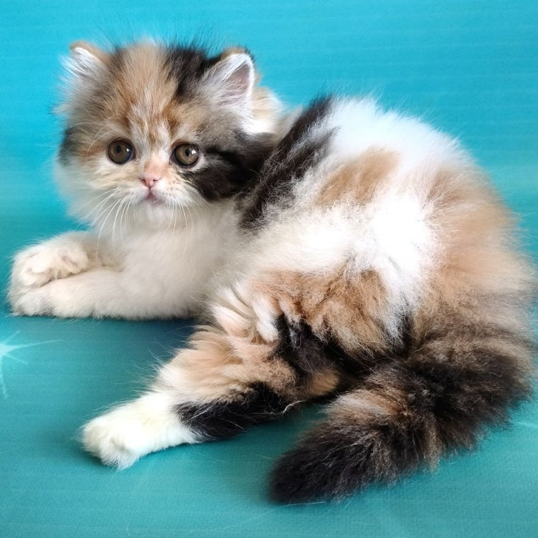 Nora Persian female, black tortie bicolour