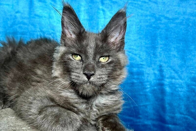 Maikl Maine Coon male, black silver
