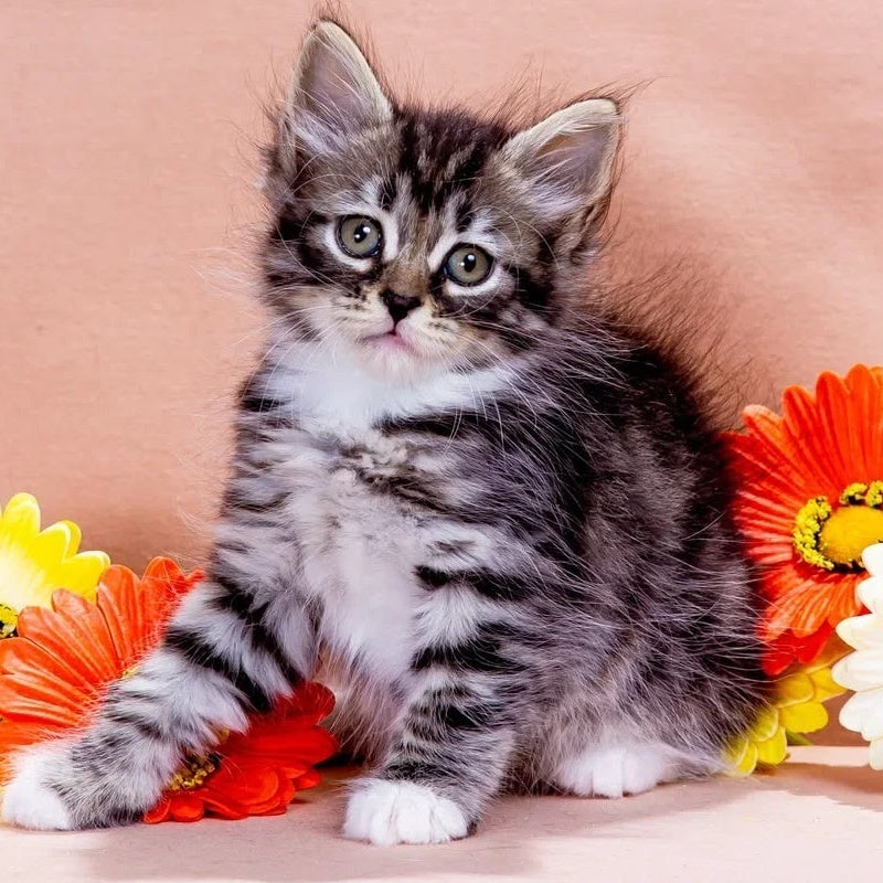 Zhikharka Siberian male, black with white spotted tabby