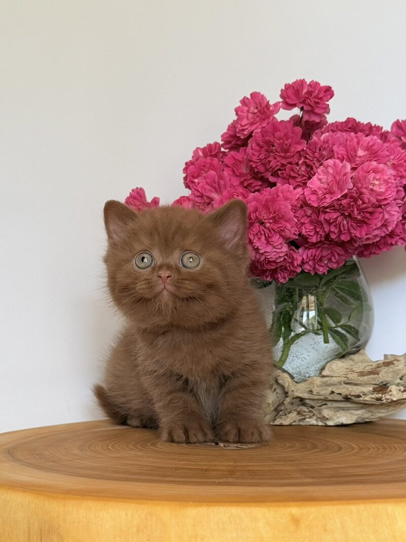 Fudge British Shorthair male, cinnamon
