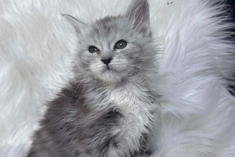 Cillian Maine Coon male black silver tabby bicolour - live animals