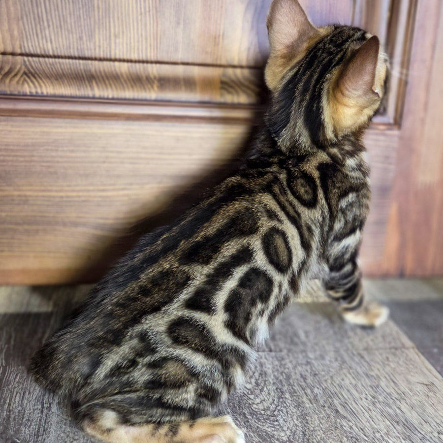 Madison Bengal male, black spotted tabby