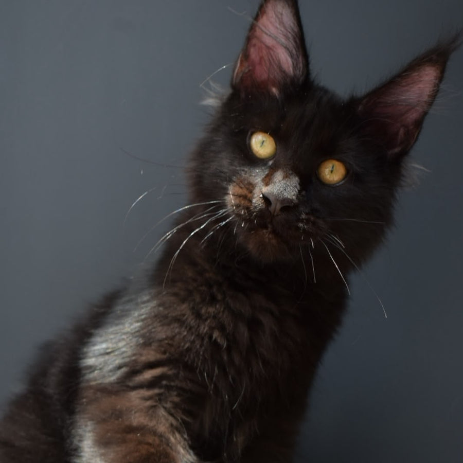 Aristocrat Maine Coon male, black