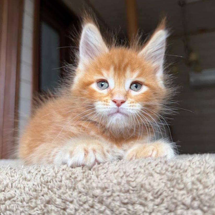 Alf Maine Coon male, red tabby with white