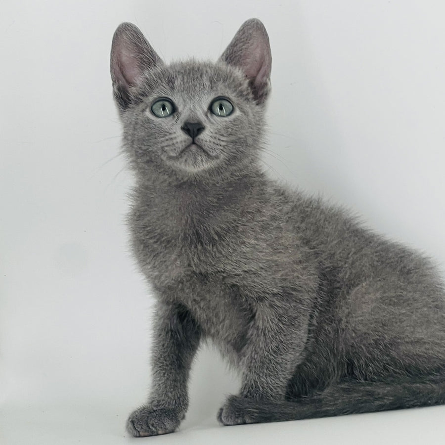 Aster Russian Blue male, blue