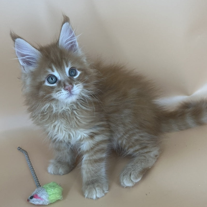 Brian Maine Coon male, red tabby