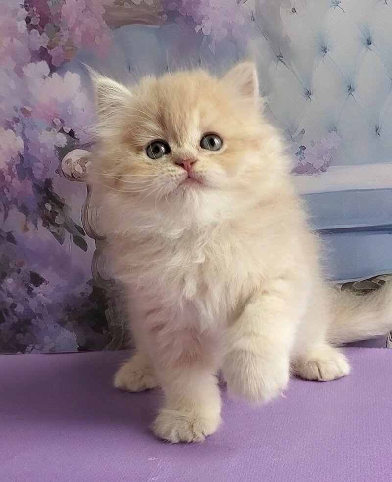 Plush British Longhair male blue golden chinchilla - live animals