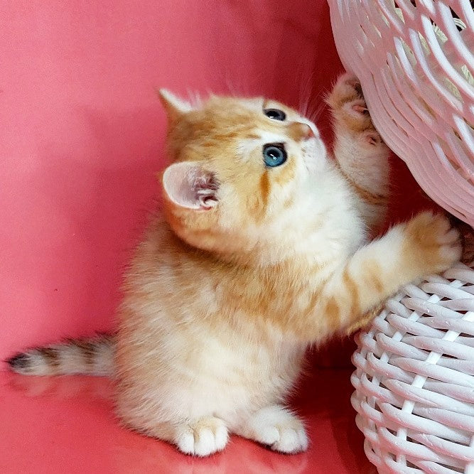 Kristopher British Shorthair male, black golden spotted tabby