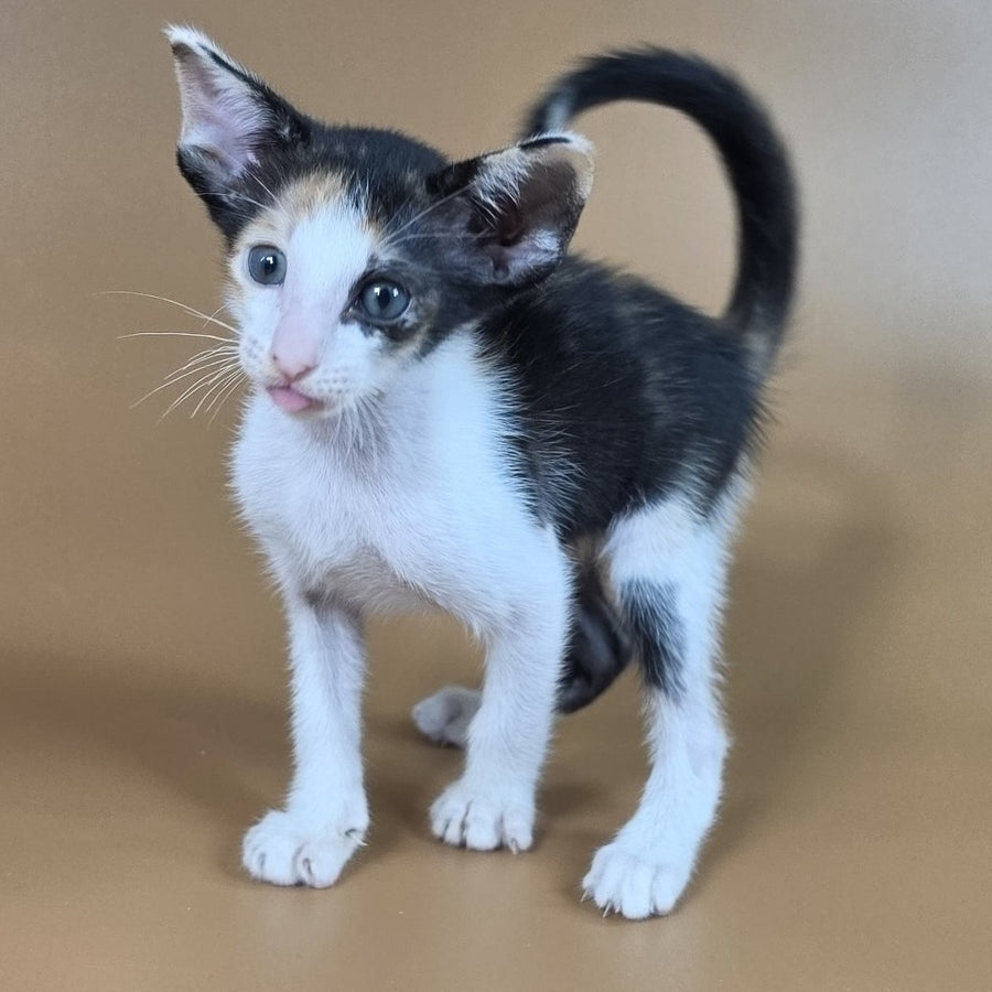 Dessert Rose Oriental Shorthair female, black tortie bicolour