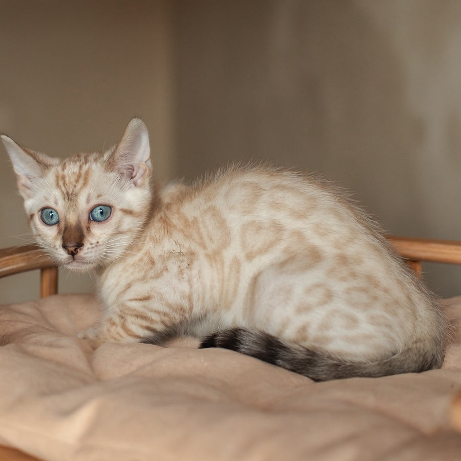 Nelson Bengal male, black pointed