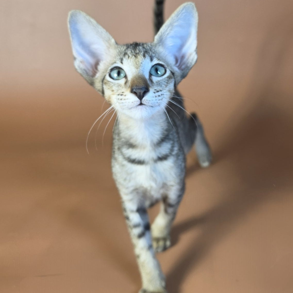 Gideon Oriental Shorthair male, black spotted tabby