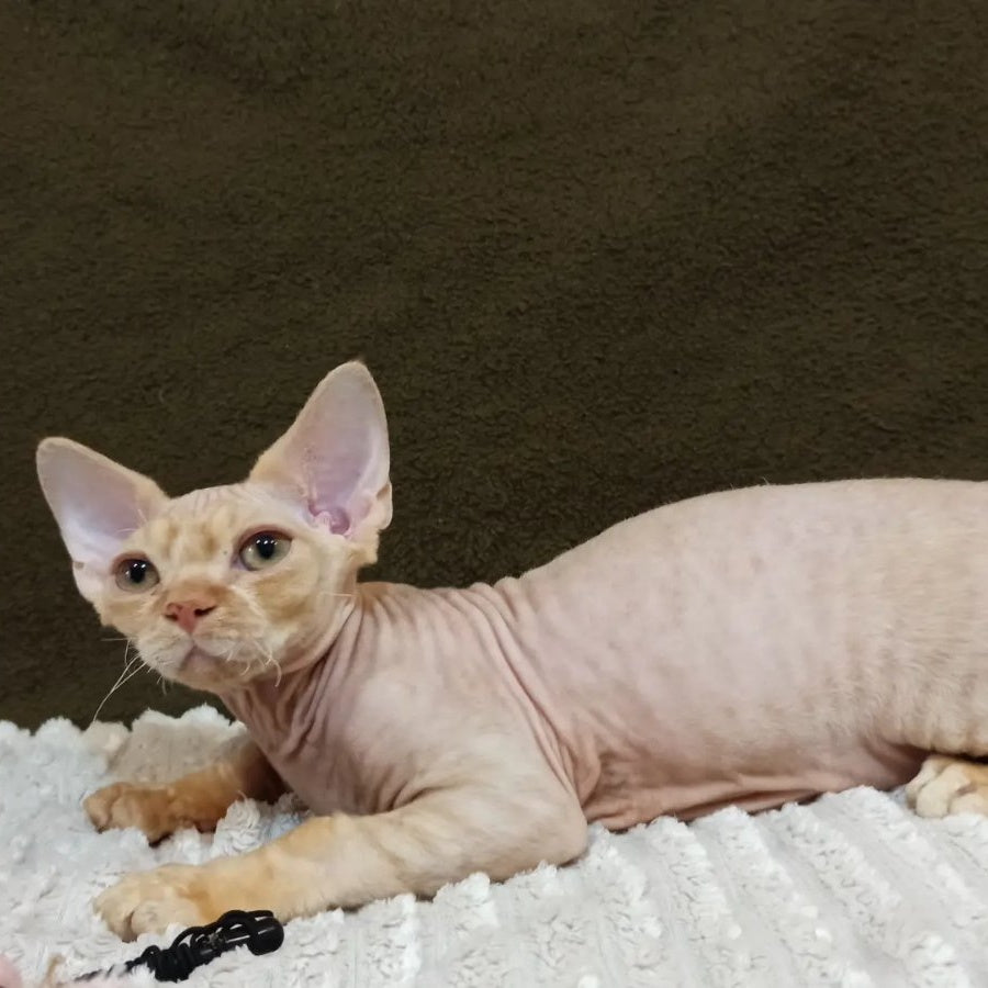 Edgar Devon Rex male, red bicolour tabby