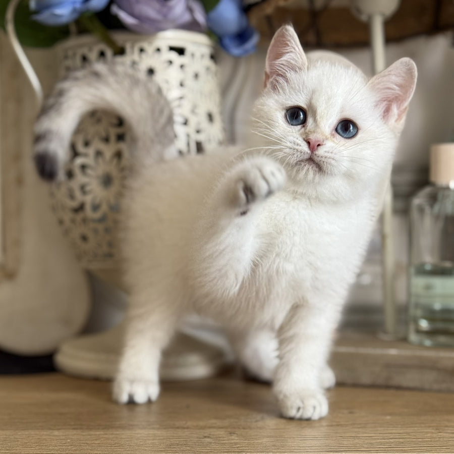 Maya British Shorthair female, black golden shaded pointed