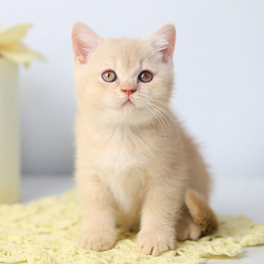 Yarik British Shorthair male, cream
