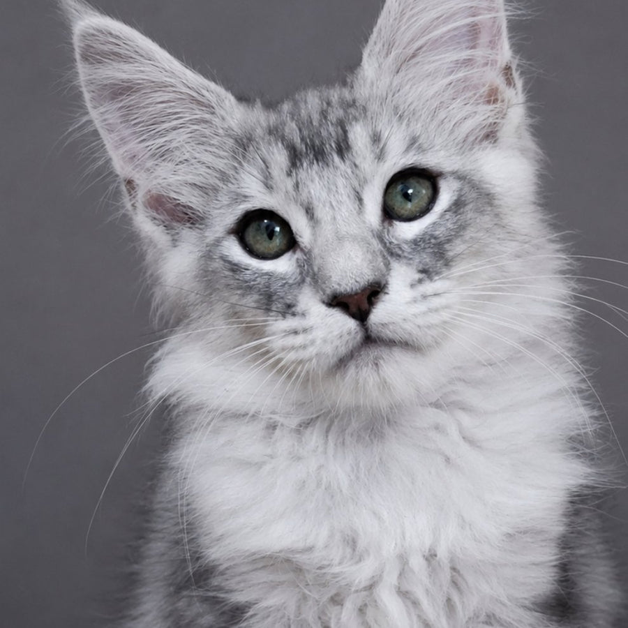 Teddy Bear, Maine Coon male, blue silver tabby