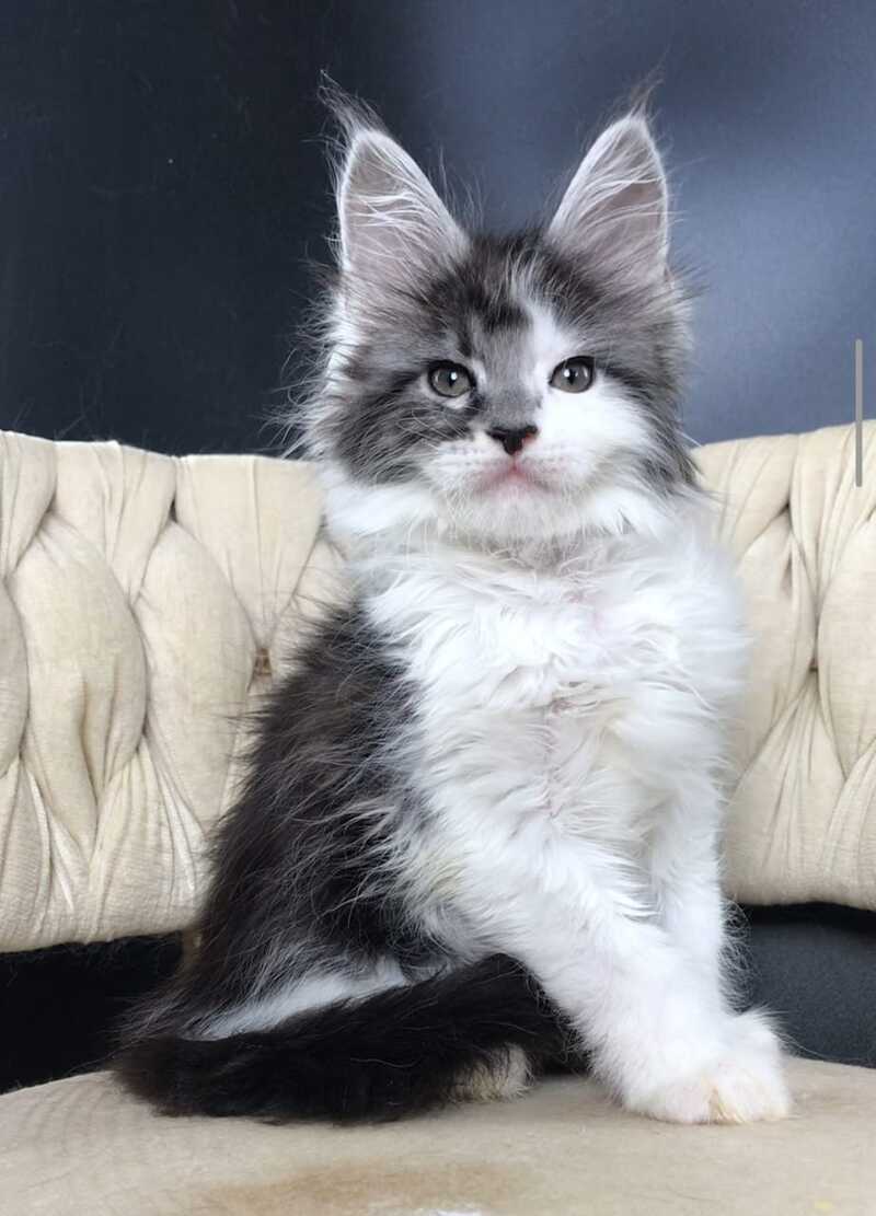 Winston Maine Coon male, black tabby bicolour